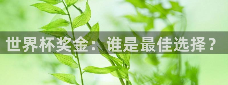 2026世界杯32强对阵图表:世界杯奖金:谁是最佳选择?